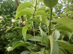 Pereskia aculeata