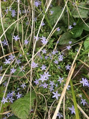 Campanula californica