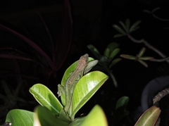 Anolis extremus