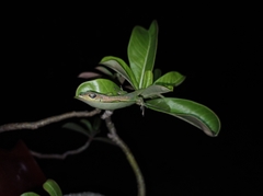 Anolis extremus