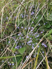 Campanula californica
