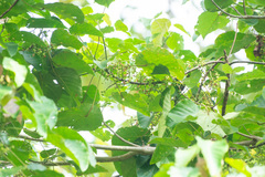 Macaranga denticulata