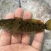 Marbled Sculpin - Photo (c) prickly_sculpin, some rights reserved (CC BY-NC), uploaded by prickly_sculpin
