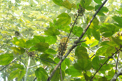 Macaranga bancana