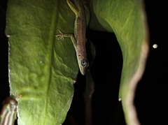 Anolis extremus
