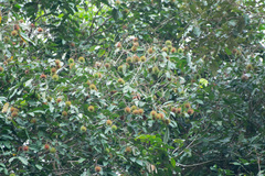 Nephelium cuspidatum