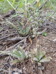 Thompsonella minutiflora