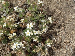 Leptosiphon nuttallii pubescens