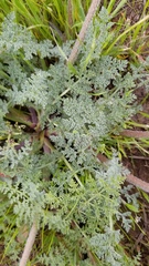 Lomatium dasycarpum