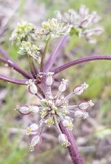 Lomatium dasycarpum