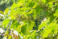 Macaranga bancana