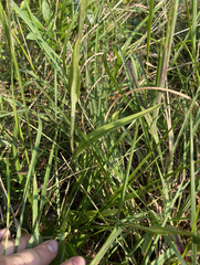 Platanthera × canbyi