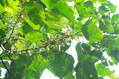 Macaranga denticulata