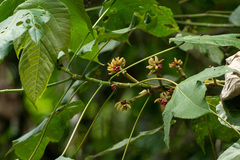 Macaranga bancana