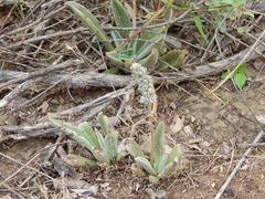 Thompsonella minutiflora