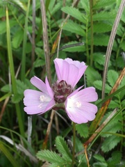 Sidalcea calycosa rhizomata