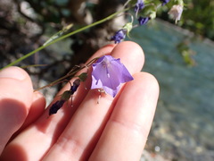 Campanula alaskana