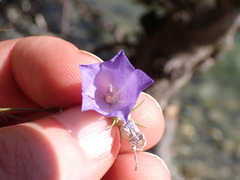 Campanula alaskana