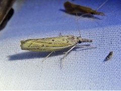 Fissicrambus quadrinotellus