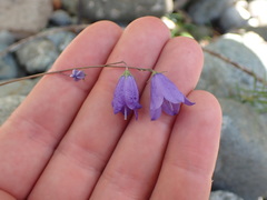 Campanula alaskana