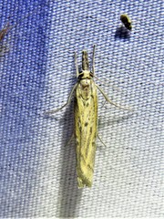 Fissicrambus quadrinotellus