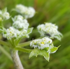 Lomatium dasycarpum