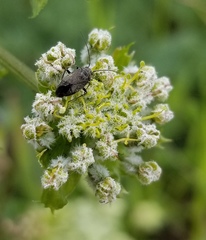 Lomatium dasycarpum