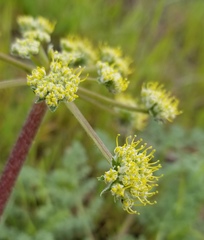 Lomatium dasycarpum