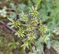 Lomatium dasycarpum