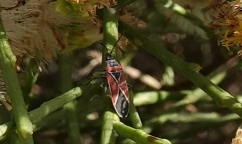 photo of White-crossed Seed Bug (Neacoryphus bicrucis)
