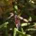photo of White-crossed Seed Bug (Neacoryphus bicrucis)