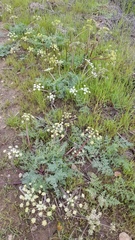 Lomatium dasycarpum