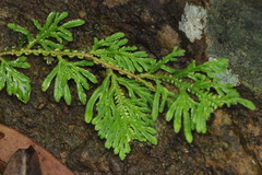 Selaginella moellendorffii