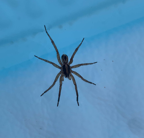 Lance wolf spider photo 5
