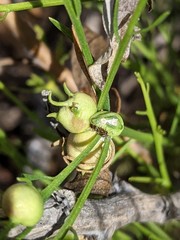 Neolasioptera lathami