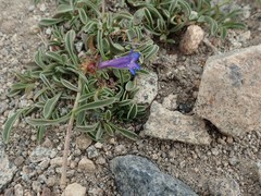 Penstemon heterodoxus heterodoxus