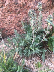 Artemisia scopulorum
