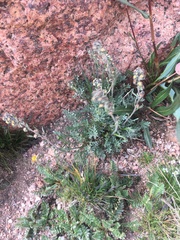 Artemisia scopulorum