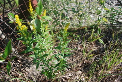 Solidago lepida lepida