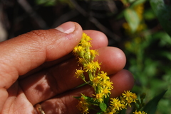 Solidago lepida lepida