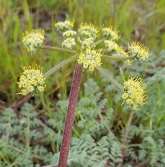 Lomatium dasycarpum