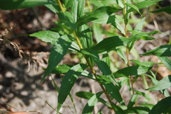 Solidago lepida lepida