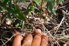Solidago lepida lepida
