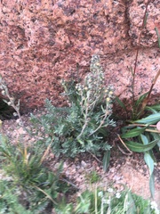 Artemisia scopulorum