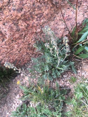 Artemisia scopulorum