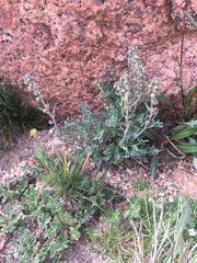 Artemisia scopulorum