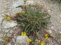 Ivesia lycopodioides scandularis