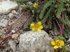 Ivesia lycopodioides scandularis