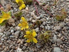 Ivesia lycopodioides scandularis