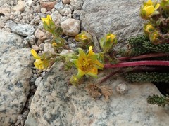 Ivesia lycopodioides scandularis